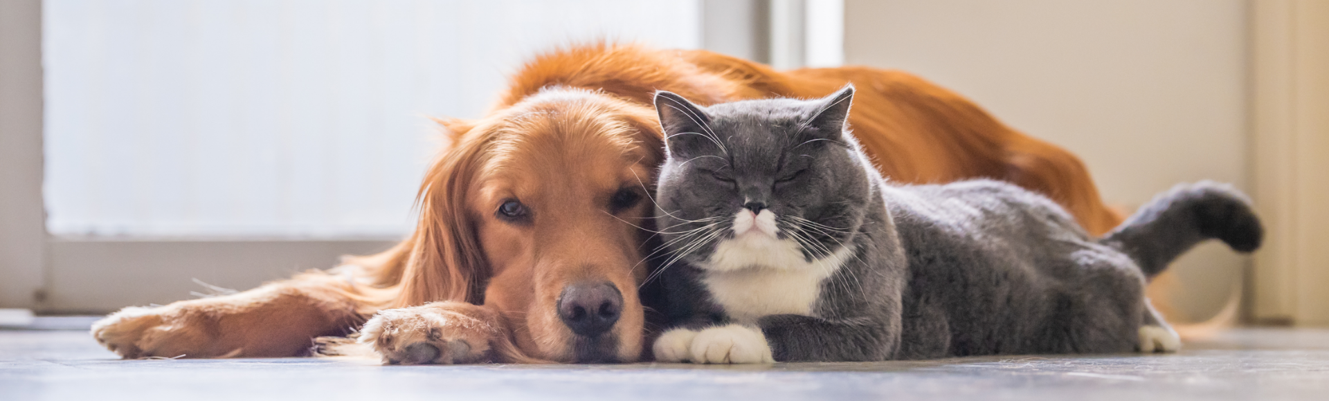 Prodotti per Cani e Gatti: Owi Pet - Esperti nei Prodotti Online per Animali