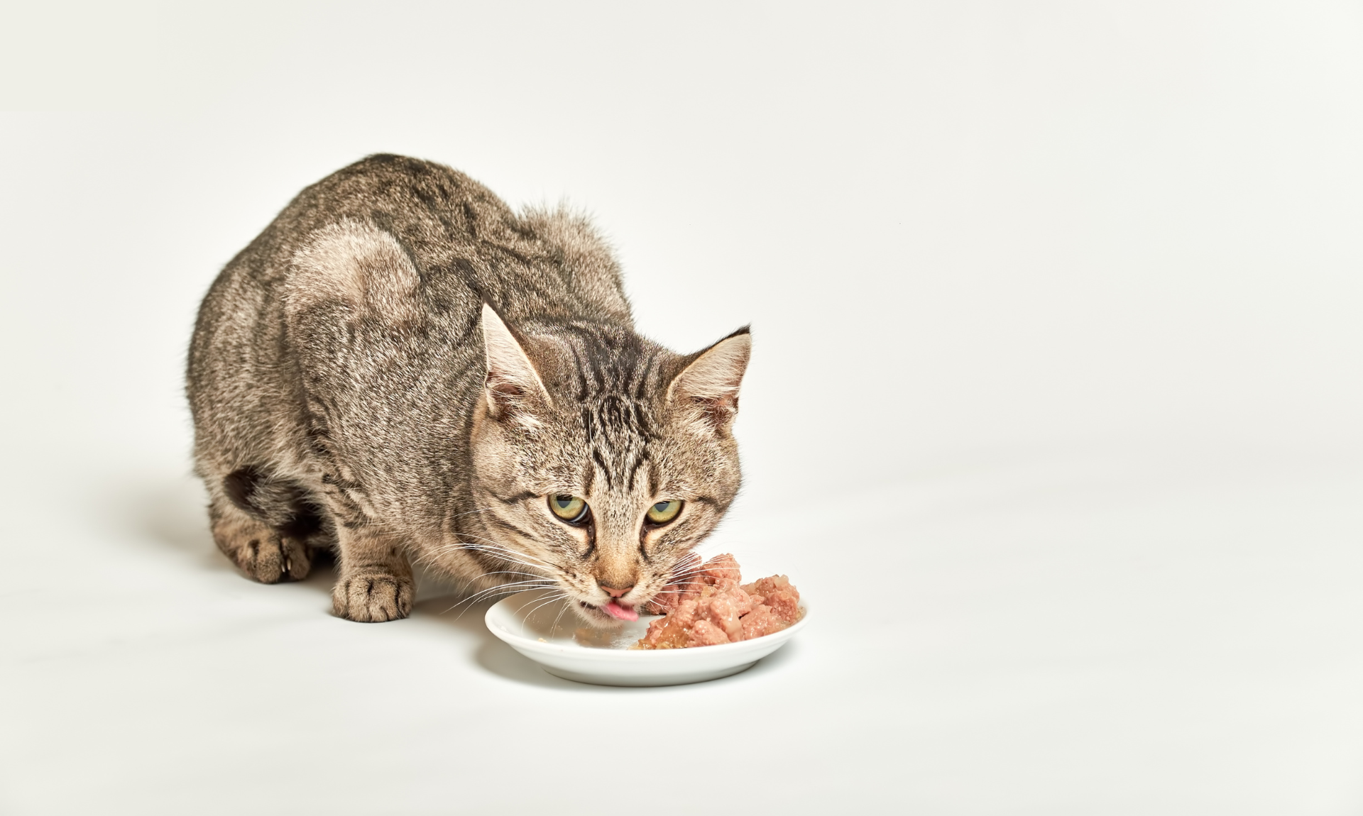 prodotti per cani e gatti