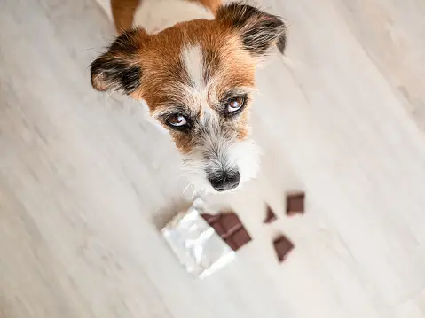 Avvelenamento da Cioccolato negli Animali Domestici