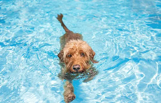 Come Mantenere i Cani Freschi in Estate