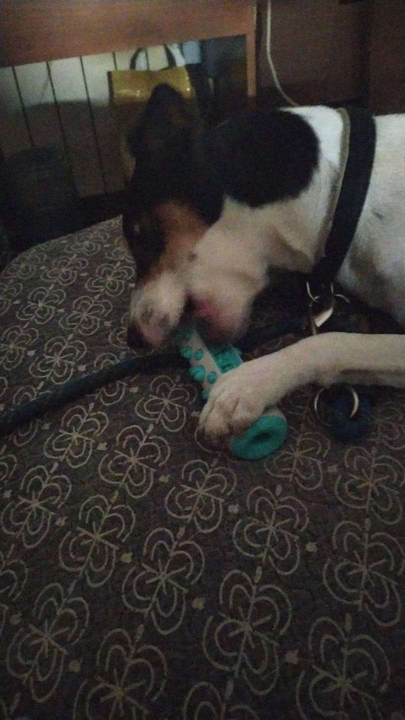 MasticDent™ photo review