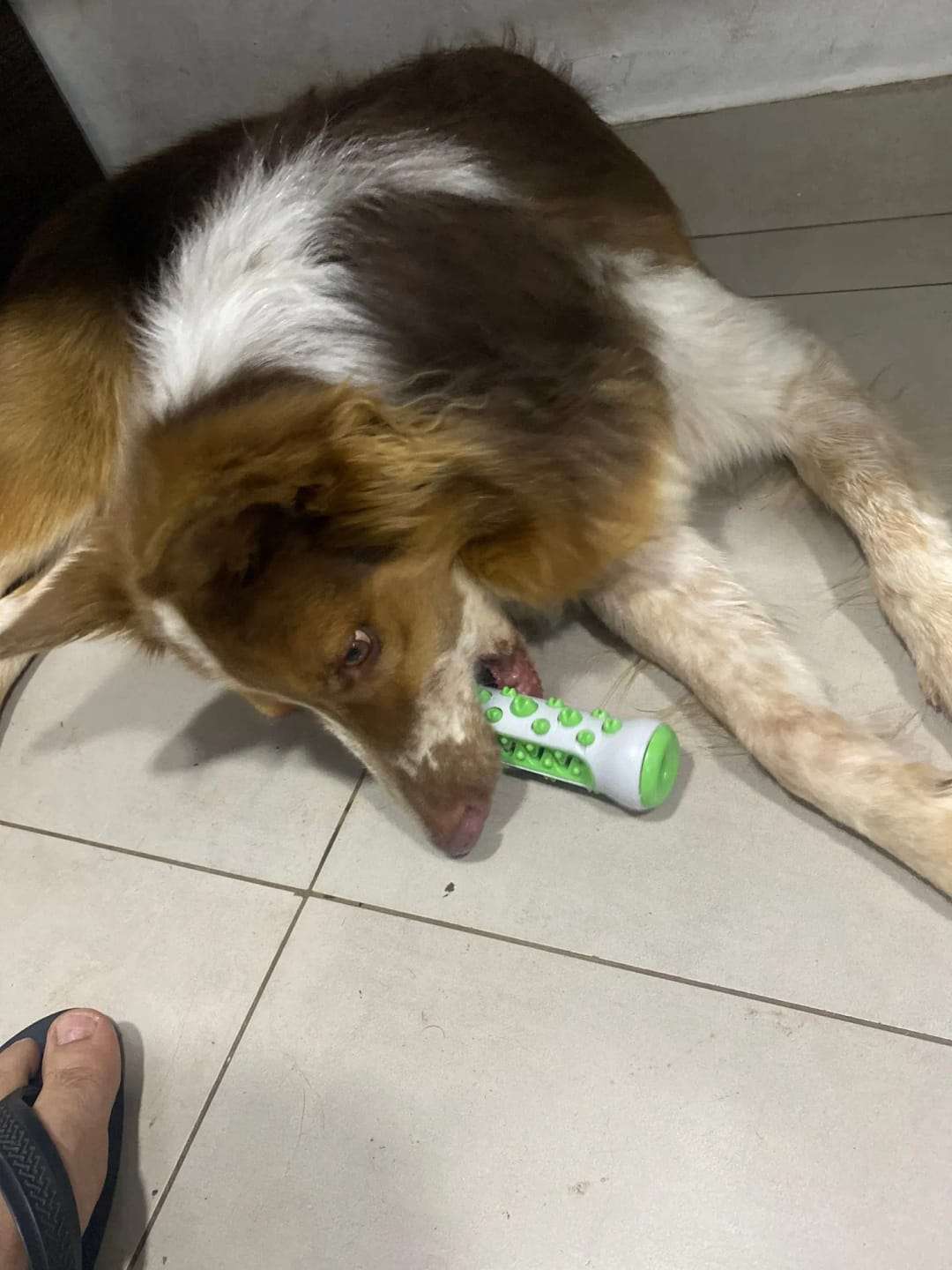 MasticDent™ photo review