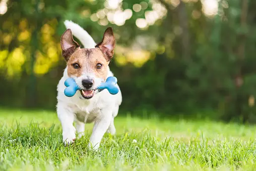 Ordina online i migliori prodotti per cani e gatti