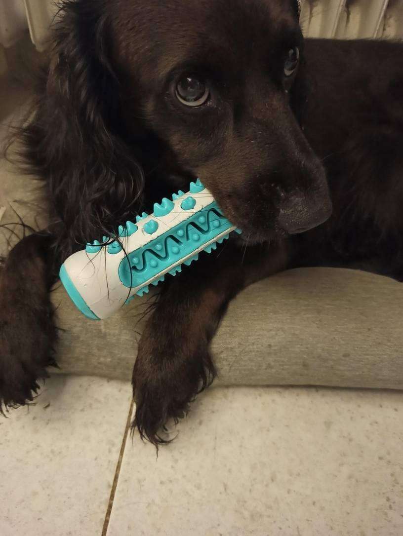 MasticDent™ photo review