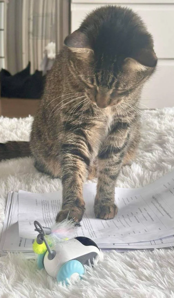 Super_comodo_16 topo giocattolo per gatti