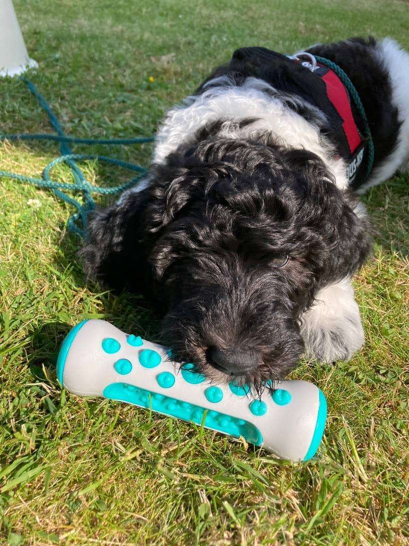 MasticDent™ photo review