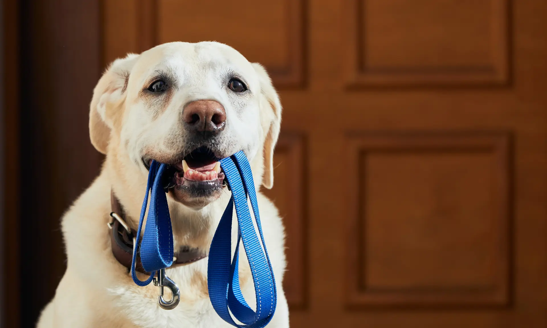 L'epilessia nei cani