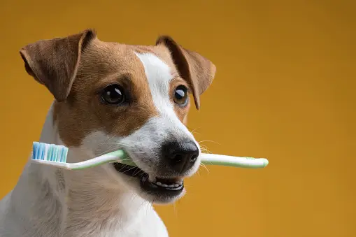 Come Lavare i Denti del Tuo Cane