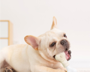 Giochi da masticare per cani ONLINE