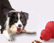 I migliori giochi interattivi per cani che restano soli in casa