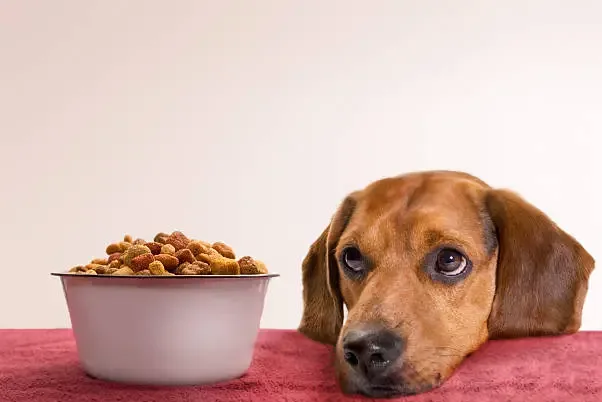 Domande più frequenti (FAQ) sul cibo per cani