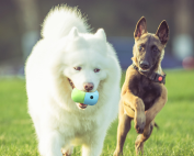 Giocattolo interattivo per cani, Giocattoli per cani resistenti, Giochi stimolanti per cani, Giocattolo per masticare cani, Giochi intelligenti per cani, Giocattolo per la pulizia dei denti cani, Giocattoli per cani piccoli/grandi, Giochi educativi per cani, Giocattolo in silicone per cani, Giocattolo antistress per cani