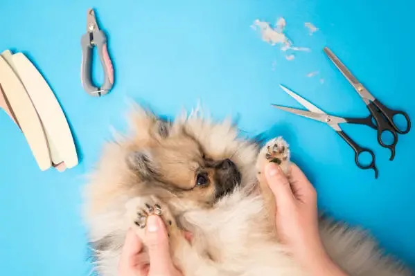 Toelettatura degli Animali Domestici a Casa