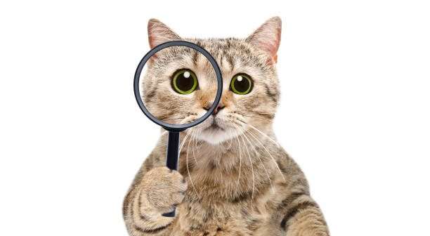 Ti hanno sorpreso queste curiosità sui nostri amici animali? C'è ancora molto da scoprire sul meraviglioso mondo dei nostri compagni a quattro zampe!