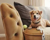Come creare un angolo pet-friendly in casa