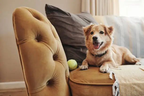 Come creare un angolo pet-friendly in casa