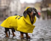 Impermeabili per cani
