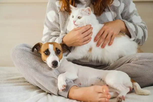 vendita prodotti per cani e gatti online
