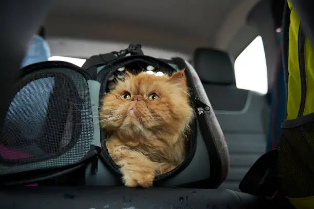 Come abituare il gatto al trasportino senza stress